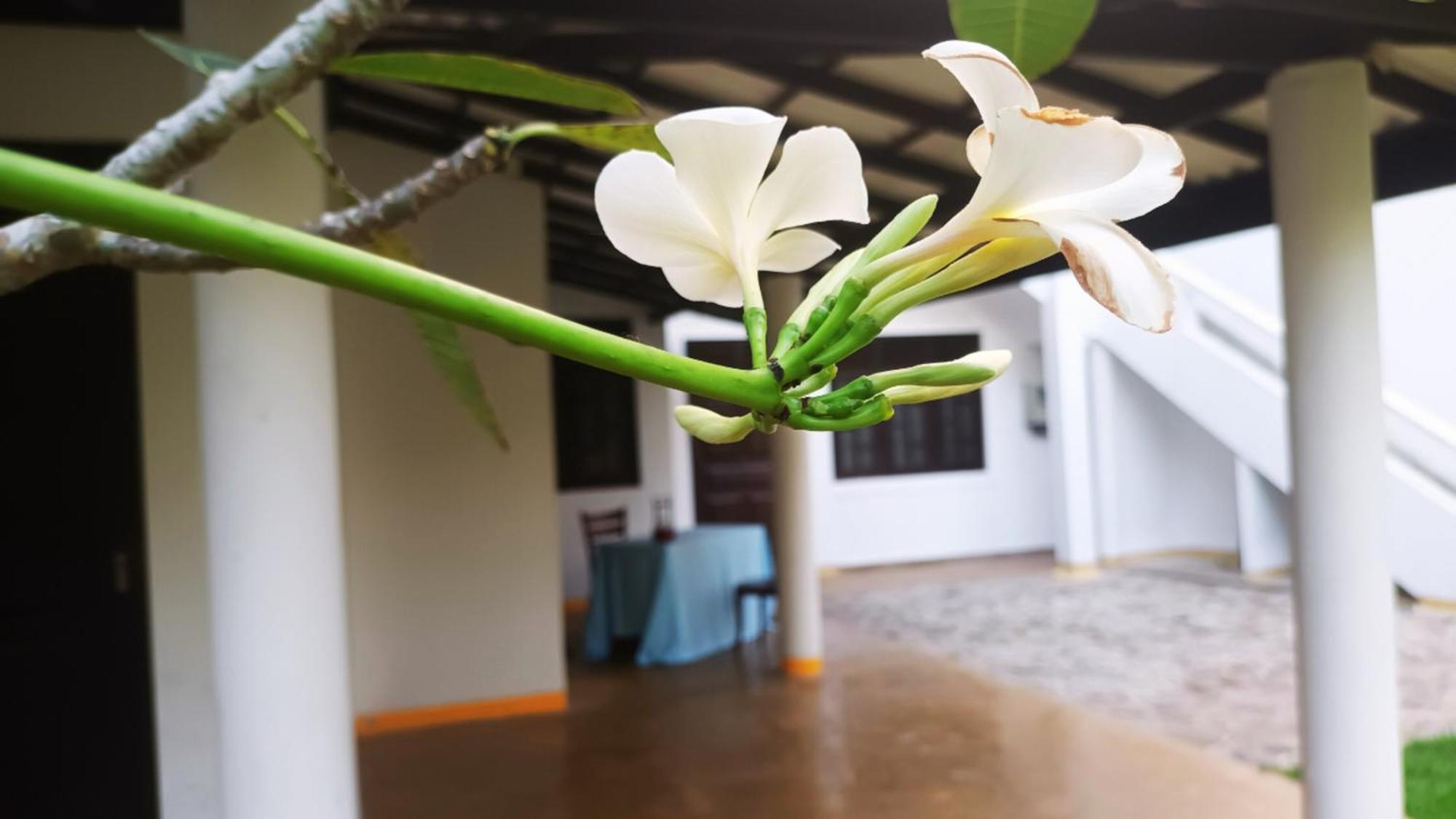 Greenery Lanka Villa Unawatuna Εξωτερικό φωτογραφία